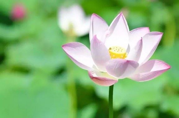 大乘宝月童子问法经