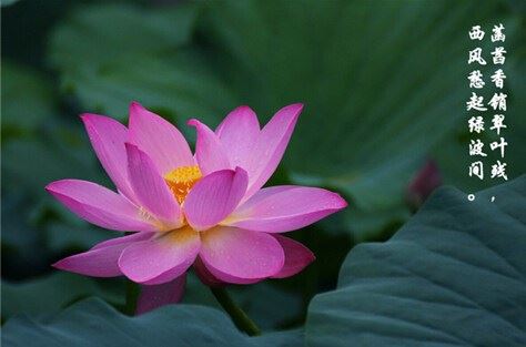 洛桑陀美仁波切：初学佛教应该从何入门？应该如何学习？