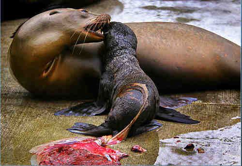 极乐世界是什么样呢？阿弥陀佛又是什么样？