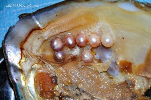 放生是救众生第一大法门