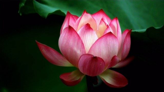 佛教是怎么来维护死亡的尊严呢？