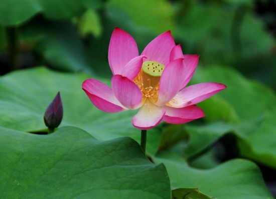 如何才能得吉祥？