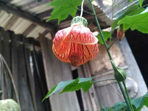 在心田种上慈悲的种子