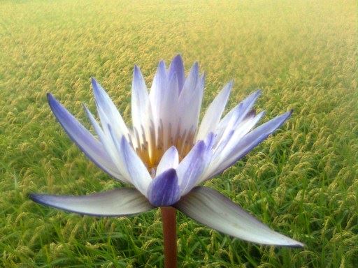 如何度化身边没有善根福德的人？