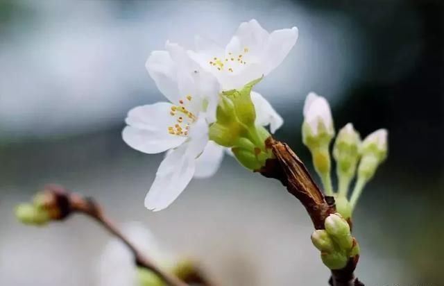 “药师佛”大愿真实不虚——消除灾病，延我寿命
