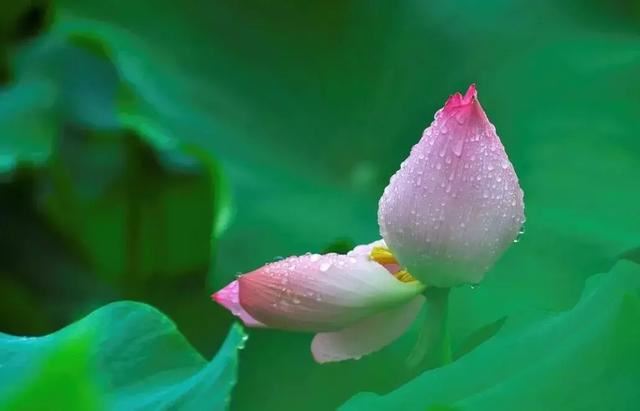 你要得到禅定，你就有这六种能力