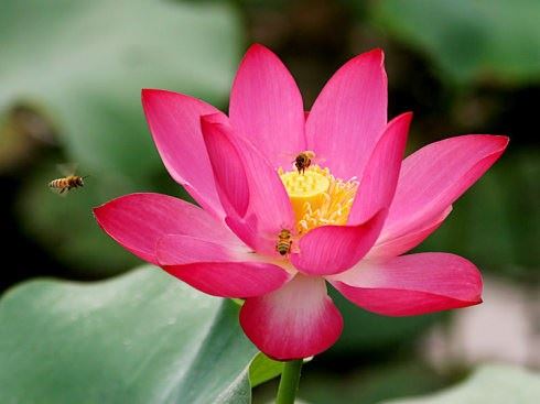 仁清法师：佛弟子怎样平衡学佛与家庭的关系