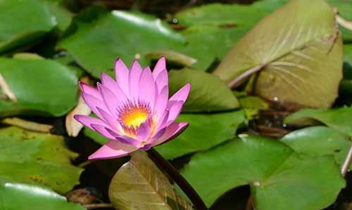 没有钱应该怎么布施