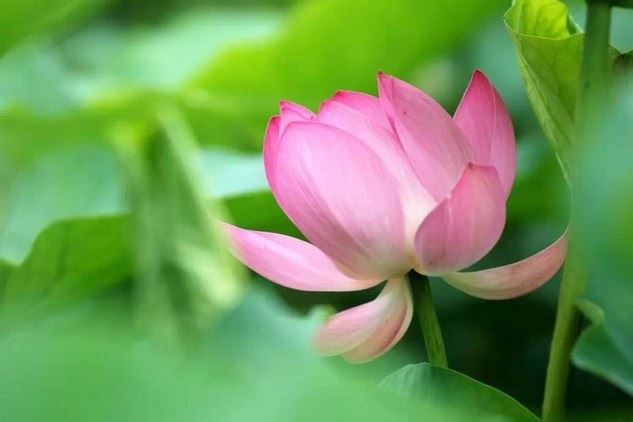 学佛的目的在于得究竟乐，这修行八要诀你必须要懂