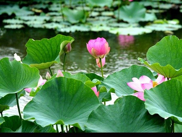 被堕胎的孩子你在哪里？