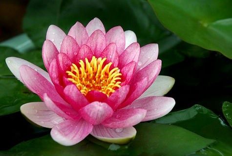 居士如何入理如法正信的学佛？