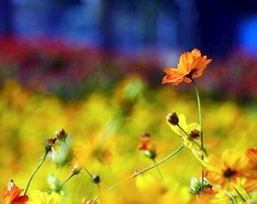 一个古老的传说一个最有孝道的国家