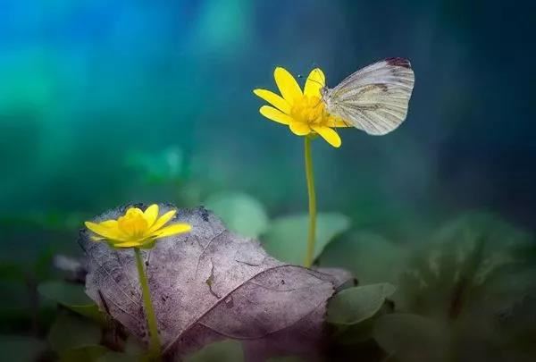 佛教中的咒语的智慧，会有什么功德福源呢？