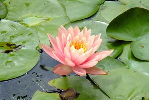 佛教入门知识之超度婴灵