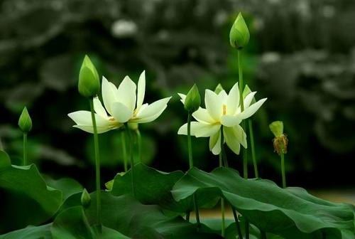 南怀瑾揭秘财富的去向?