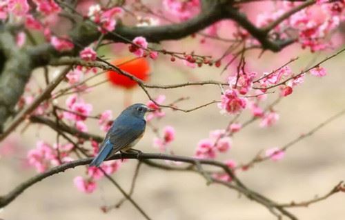 佛教盂兰盆节的相关介绍