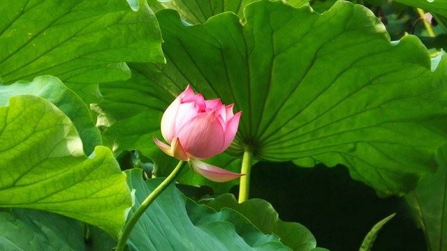 有明老和尚：佛法中，哪有二，哪有一啊