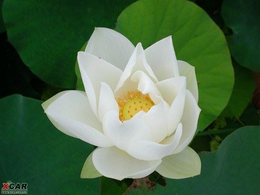 刘素云居士：我的姐姐往生预知时至、上品上生！