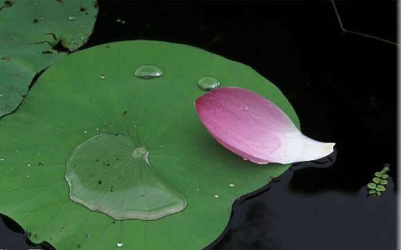 杀蛇的惨烈恶报