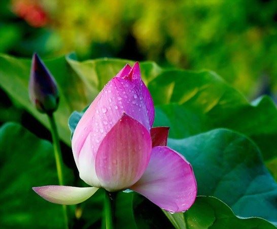 莲池大师开示：念阿弥陀佛的利益