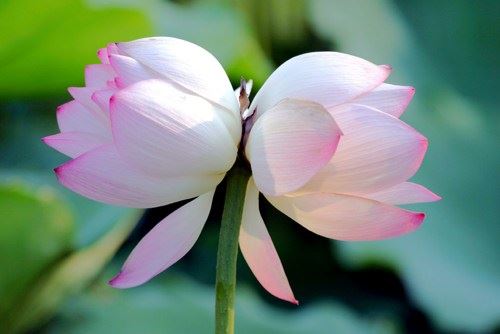 常敏法师答：众生在没法改变自己业力的情况下，阿弥陀佛怎么来救度？