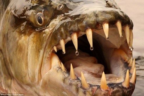 【慈因积善，誓救众生】开示