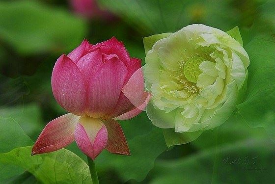 佛陀不回答的十个问题