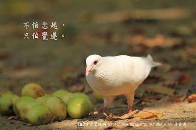 寺院被承包的14种原因与12种危害及15条解决建议