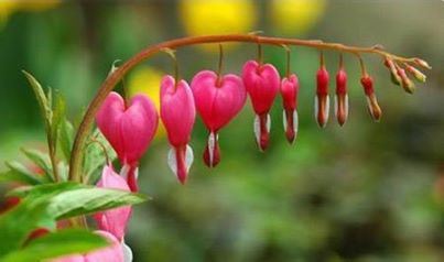 佛教中所说的“四威仪”是指什么