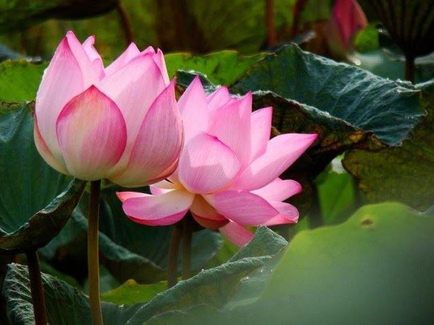 佛陀为大众开示有七种布施，可获殊胜果报