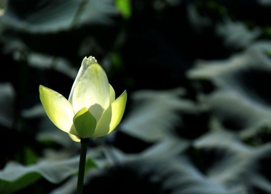 星云大师开示：我们为什么会做梦？