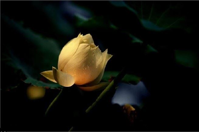 想不到！阿弥陀佛和释迦牟尼佛竟是亲兄弟？