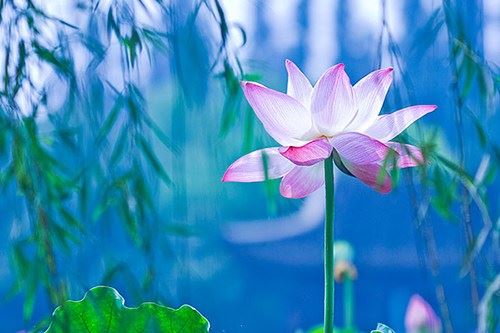 想要戒除邪淫首先要积累福报