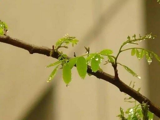 五乘共法的净土─兜率净土