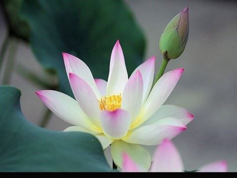 供养的最高境界是什么?