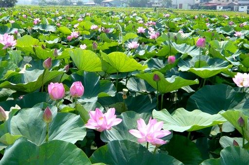 苦是人生的底色，无苦则无甜