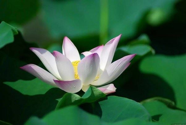 阎罗王告诉他说，如果你吃素念佛这个定业还能够转