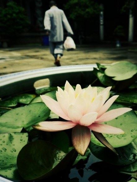 吃肉就是魔障！吃肉的罪过非常大