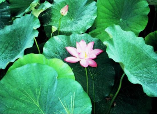 持咒如何持才是正确？要不要回向？