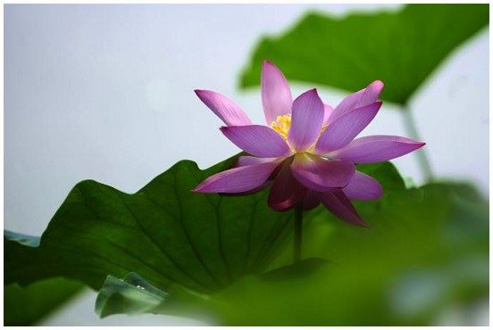 净土法门：这样念「嗡、嘛、呢、叭、咪、吽」才会灵