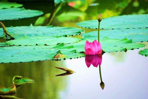 佛教知识：念诵大悲咒的功德和妙用，念诵大悲咒注意事项