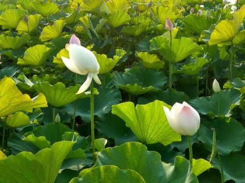 观世音菩萨成佛的佛教故事