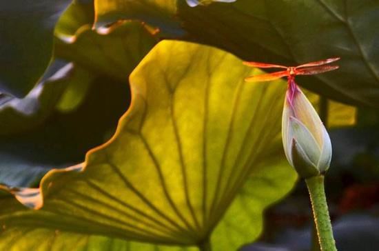 透过佛教礼仪看中国传统文化中的正能量