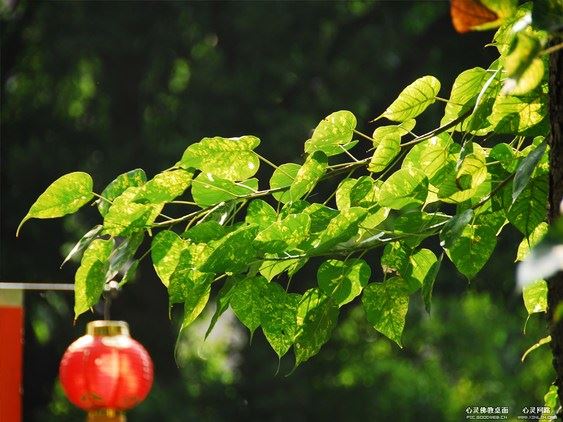 因果皆从业力来，谁也不能赐予