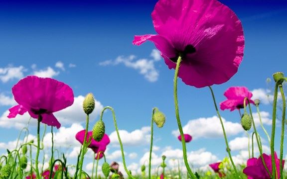 自认为很幸福，那我还需不需要学佛了呢