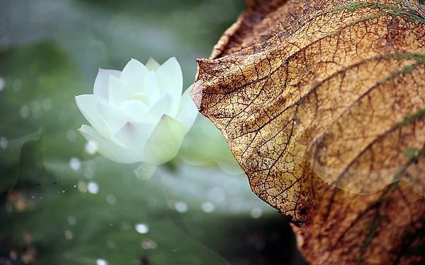 越慈悲的人就越有智慧