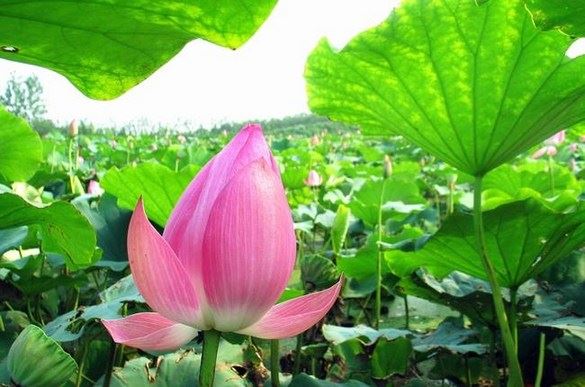 常敏法师答：我业障重，业力时时在牵引，我该怎么办呢？