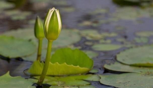 学佛者修行过程中可以看到佛吗？