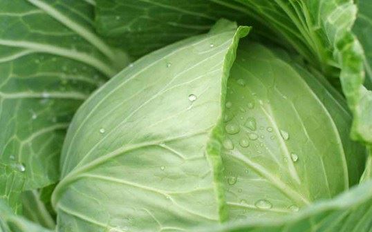 印光大师：受五戒者，应搭缦衣，系五直条，不是一长一短之五条