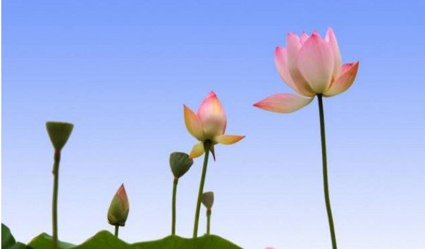 学佛应当深入工作和生活中，用心修行